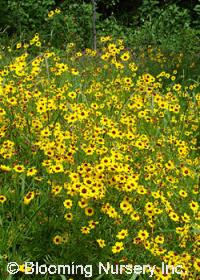 Coreopsis grandiflora 'Sunny Day'